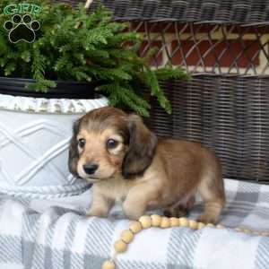Gelato, Dachshund Puppy